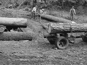 Members of Ola self-help sawmill co-op rolling white fir log... Gem County, Idaho, 1939. Creator: Dorothea Lange