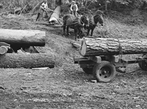 Members of Ola self-help sawmill co-op rolling white fir log... Gem County, Idaho, 1939. Creator: Dorothea Lange
