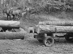 Members of Ola self-help sawmill co-op snaking a fir log down... Gem County, Idaho, 1939. Creator: Dorothea Lange