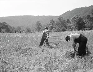 Bib Overalls Collection: Men cradling wheat in eastern Virginia near Sperryville, 1936. Creator: Dorothea Lange