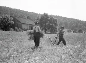 Men cradling wheat in eastern Virginia near Sperryville, 1936. Creator: Dorothea Lange