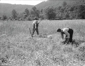Workwear Prints: Men cradling wheat in eastern Virginia near Sperryville, 1936. Creator: Dorothea Lange