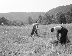 Workwear Prints: Men cradling wheat in eastern Virginia near Sperryville, 1936. Creator: Dorothea Lange