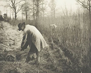 Reed Gallery: Men cutting rushes, 1892. Creator: James Leon Williams