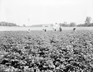 Potatoes Prints: Men working in the potato field, Hightstown, New Jersey, 1936. Creator: Dorothea Lange