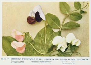 Mendelian inheritance of colour of flower in the culinary pea, 1912