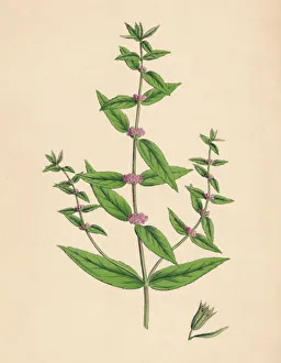 Mint Prints: Mentha gracilis, var. genuina. Slender Mint, 19th Century