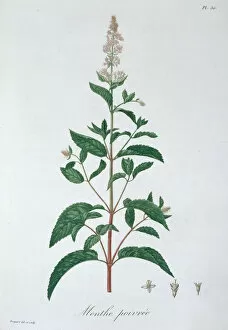 Medicinal Gallery: Mentha Piperita (Peppermint), 1821. Artist: LFJ Hoquart