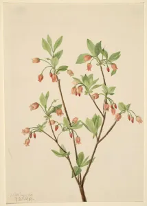 Menziesea (Menziesea glabella), 1907. Creator: Mary Vaux Walcott Menziesea (Menziesea glabella), 1907. Creator: Mary Vaux Walcott