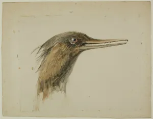 Alert Prints: Merganser, February 29, 1890. Creator: John Ruskin
