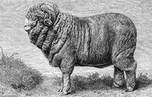 Horns Prints: Merino ram, lately exhibited at Dresden, 1865. Creator: Pearson