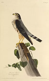 Audubon Gallery: The merlin. From The Birds of America, 1827-1838. Creator: Audubon, John James