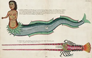 Mermaid Prints: Mermaid. Illustration in Poissons Ecrevisses et Crabes
