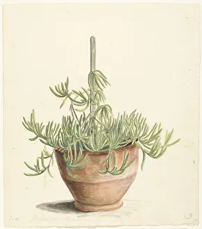 Mesembryanthemum from the Aizoaceae family, 1668-1729. Creator: Vincent Laurentz van der Vinne I