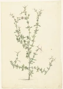 Laurens Vincentsz Van Der Vinne Prints: Mesembryanthemum spinosum, 1668-1729. Creator: Vincent Laurentz van der Vinne I
