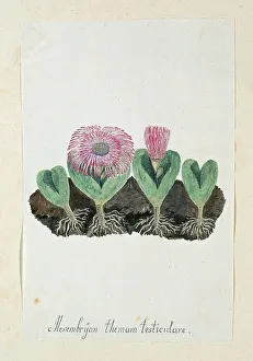 Soil Prints: Mesembryanthemum Testiculare, 1777-1786. Creator: Robert Jacob Gordon