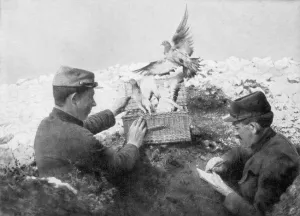 Trenches Prints: Messenger pigeons being released at the front line, World War I, 1915