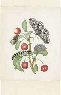 Metamorphosis of a Small Emperor Moth, after 1679. Creator: Workshop of Maria Sibylla Merian