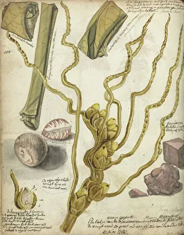 Java Indonesia Prints: Methods for making Sirih, 1783. Creator: Jan Brandes