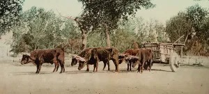 Photochrom Print Prints: Mexican carreta, Chihuahua, between 1884 and 1900. Creator: William H. Jackson