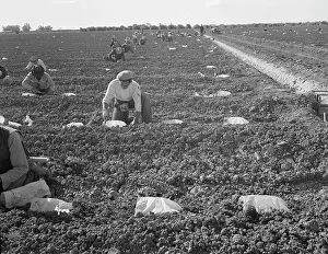 Melons Prints: Mexican gang of migratory laborers under a Japanese field boss