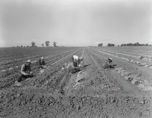 Furrows Prints: Mexican gang of migratory laborers under a Japanese field boss