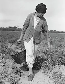 Fruit Picking Prints: Mexican grandmother...harvesting tomatoes