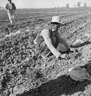 Immigration Prints: Mexican migratory laborer thinning and weeding cantaloupe plants