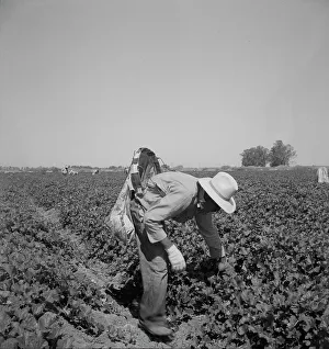 Cowboy Hat Prints: Mexican picking cantaloupes in the Imperial Valley