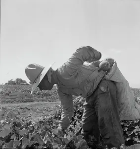 Back Breaking Prints: Mexican picking melons in the Imperial Valley, California, 1937. Creator: Dorothea Lange