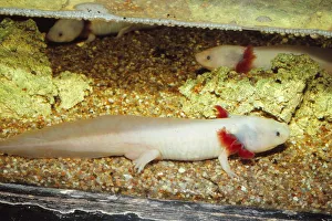Aquatic Prints: Mexican salamander (Ambystoma mexicanum) larva or Axolotl, 20th century. Artist: CM Dixon