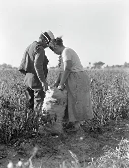 Sacks Prints: Mexican townfolk sacking peppers near Stockton, California, 1936. Creator: Dorothea Lange