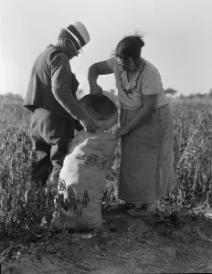 Sacks Prints: Mexican townfolk sacking peppers near Stockton, California, 1936. Creator: Dorothea Lange