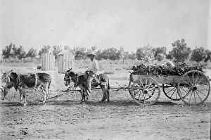 Firewood Prints: Mexicans hauling wood in New Mex