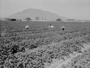 Melons Prints: Mexicans picking cantaloupes, Imperial Valley, California, 1937. Creator: Dorothea Lange