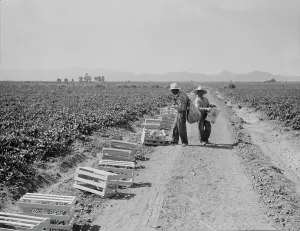 Melons Prints: Mexicans picking cantaloupes one mile north of the Mexican border