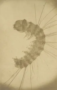 [Microscopic view of an insect], ca. 1853. Creator: Alois Auer