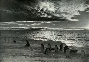 Penguin Prints: The Midnight Sun in McMurdo Sound, c1910-1913, (1913). Artist: Herbert Ponting