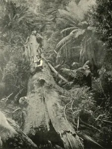Undergrowth Prints: How Are The Mighty Fallen, 1901. Creator: Unknown