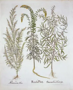 Spice Prints: Mignonette, Southernwood, and Tarragon