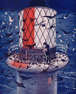 Migrant Birds Visit the Lighthouse, 1935