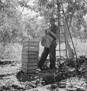 Migrant fruit picker (single) takes rest in the mid-morning, Yakima Valley, Washington, 1939. Creator: Dorothea Lange