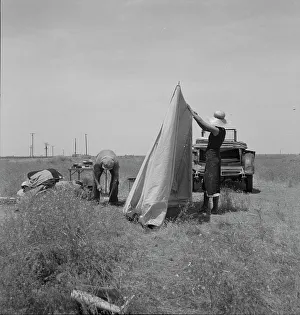 Camping Out Prints: Migrant potato pickers pitching... Near Shafter, California, 1937. Creator: Dorothea Lange