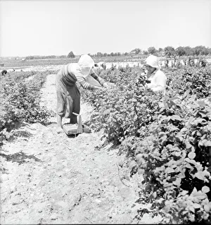 Pickers Prints: Migrants from Delaware picking berries in southern New Jersey