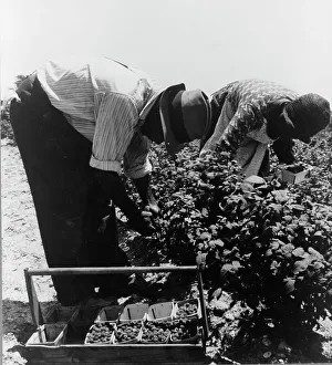 Bending Down Prints: Migrants from Delaware picking berries in southern New Jersey