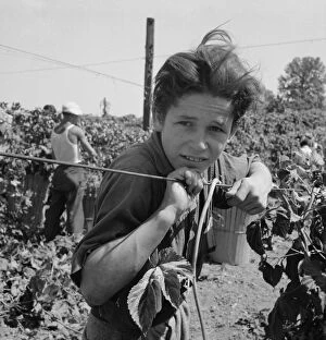 Child Labour Gallery: Migratory boy, aged eleven, and his grandmother... near Independence, Polk County, Oregon, 1939