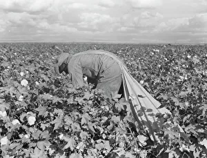 Bending Down Prints: Migratory field worker picking cotton in San Joaquin Valley