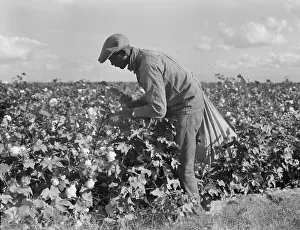 Back Breaking Prints: Migratory field worker picking cotton in San Joaquin Valley