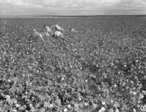 Back Breaking Prints: Migratory field worker picking cotton in San Joaquin Valley