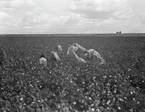 Back Breaking Prints: Migratory field worker picking cotton in San Joaquin Valley